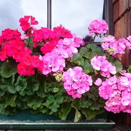 Apartamento Hüttenzauber *