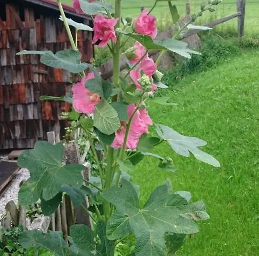 Huettenzauber Taxenbach