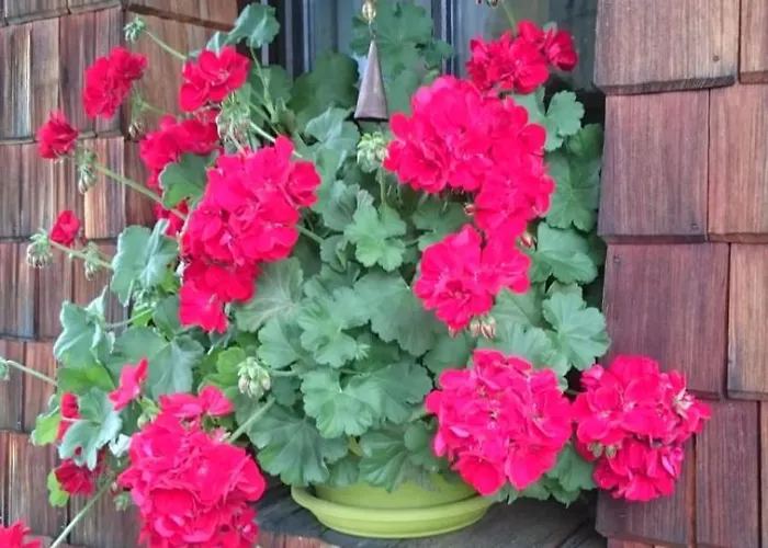 Huettenzauber Daire Taxenbach